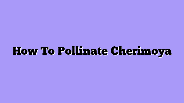 How To Pollinate Cherimoya