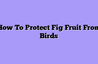 How To Protect Fig Fruit From Birds