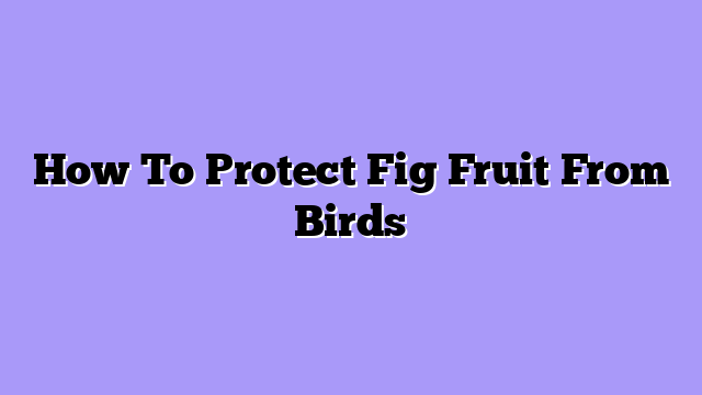 How To Protect Fig Fruit From Birds