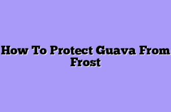 How To Protect Guava From Frost