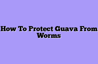 How To Protect Guava From Worms