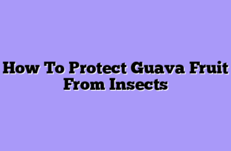 How To Protect Guava Fruit From Insects