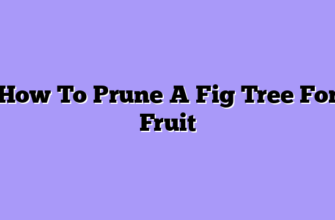How To Prune A Fig Tree For Fruit