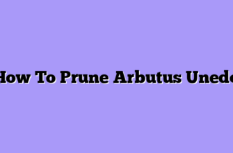 How To Prune Arbutus Unedo