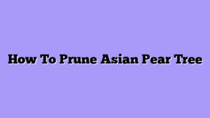 How To Prune Asian Pear Tree