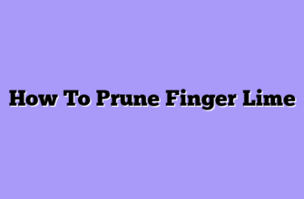 How To Prune Finger Lime
