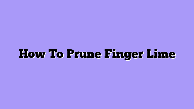 How To Prune Finger Lime