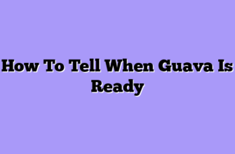 How To Tell When Guava Is Ready
