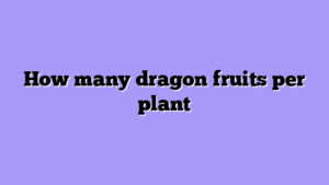 How many dragon fruits per plant