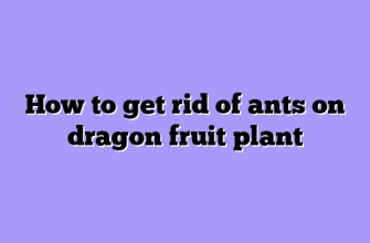 How to get rid of ants on dragon fruit plant