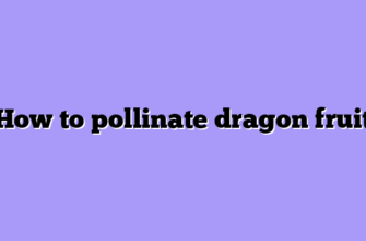 How to pollinate dragon fruit
