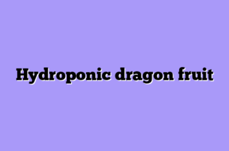 Hydroponic dragon fruit