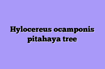 Hylocereus ocamponis pitahaya tree