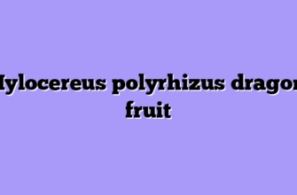 Hylocereus polyrhizus dragon fruit