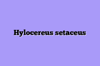 Hylocereus setaceus