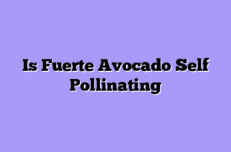 Is Fuerte Avocado Self Pollinating