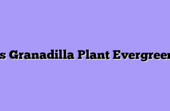 Is Granadilla Plant Evergreen