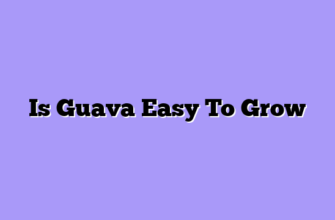 Is Guava Easy To Grow