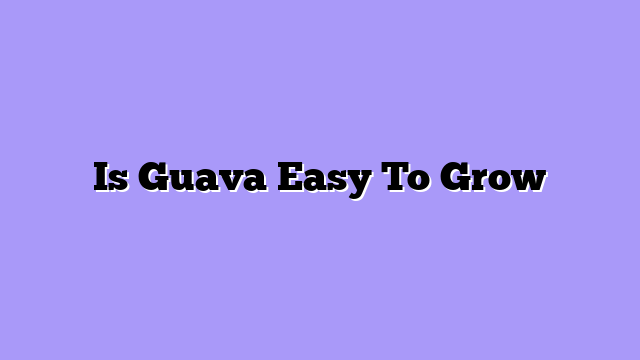 Is Guava Easy To Grow