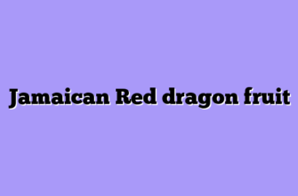 Jamaican Red dragon fruit