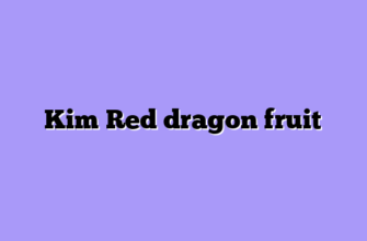 Kim Red dragon fruit