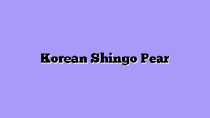 Korean Shingo Pear