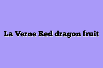 La Verne Red dragon fruit