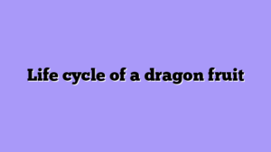 Life cycle of a dragon fruit