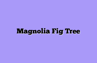 Magnolia Fig Tree
