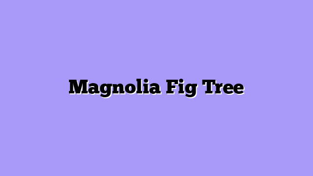 Magnolia Fig Tree