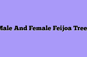 Male And Female Feijoa Trees