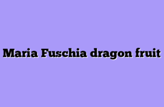 Maria Fuschia dragon fruit
