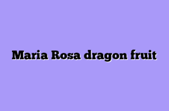 Maria Rosa dragon fruit