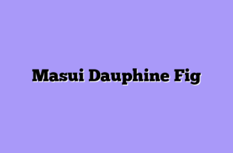 Masui Dauphine Fig
