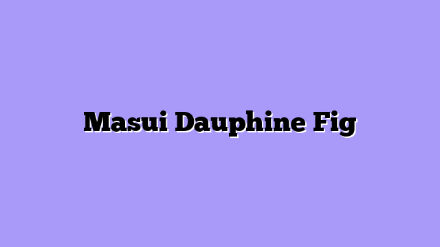 Masui Dauphine Fig
