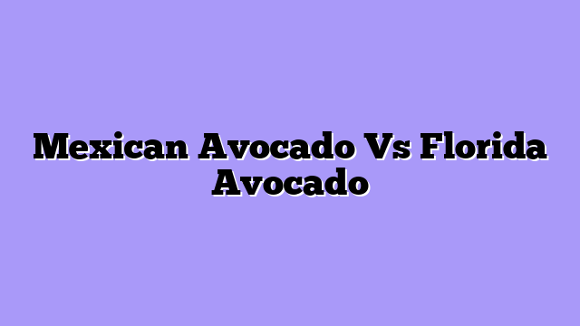 Mexican Avocado Vs Florida Avocado