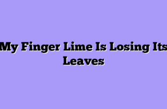 My Finger Lime Is Losing Its Leaves