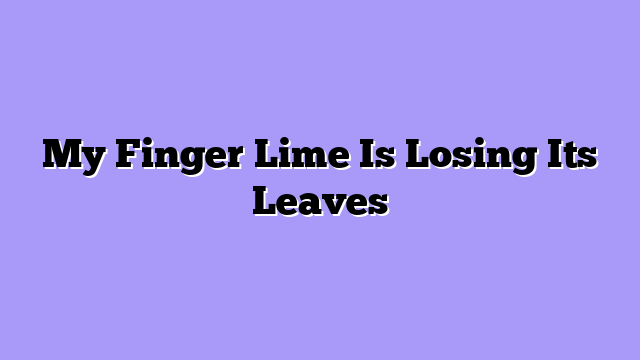 My Finger Lime Is Losing Its Leaves