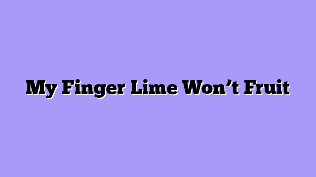 My Finger Lime Won’t Fruit