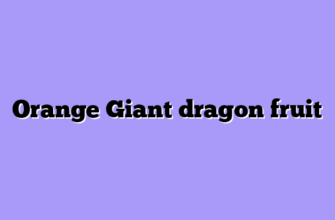 Orange Giant dragon fruit