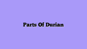Parts Of Durian