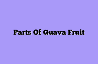 Parts Of Guava Fruit