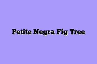 Petite Negra Fig Tree