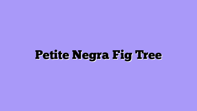 Petite Negra Fig Tree