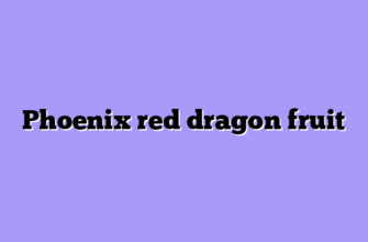 Phoenix red dragon fruit