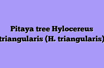 Pitaya tree Hylocereus triangularis (H. triangularis)