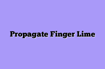 Propagate Finger Lime