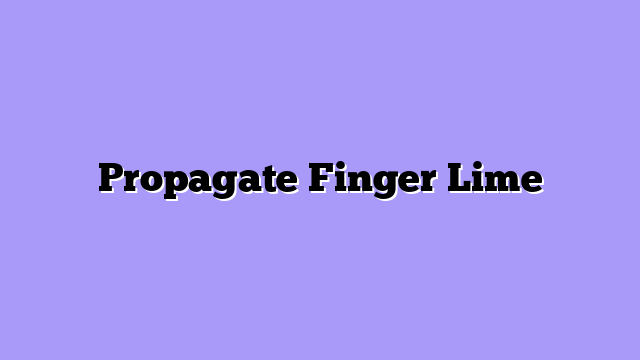 Propagate Finger Lime