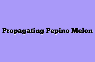 Propagating Pepino Melon