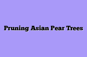Pruning Asian Pear Trees